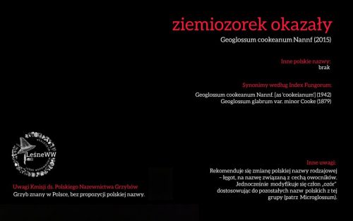 Rekomendacja-PTMyk-ziemiozorek-okazaly
