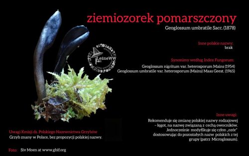Rekomendacja-PTMyk-ziemiozorek-pomarszczony