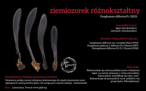 Rekomendacja-PTMyk-ziemiozorek-roznoksztaltny