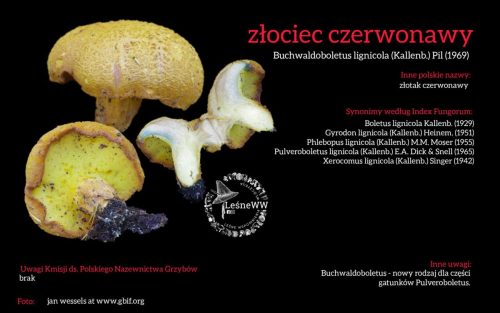Rekomendacja-PTMyk-zlociec-czerwonawy