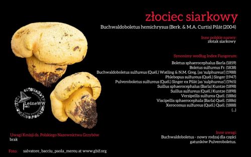 Rekomendacja-PTMyk-zlociec-siarkowy