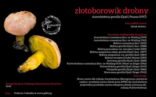 Rekomendacja-PTMyk-zlotoborowik-drobny