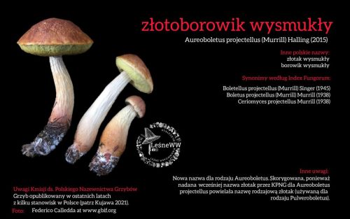 Rekomendacja-PTMyk-zlotoborowik-wysmukly