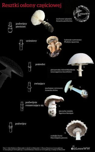 resztki osłony częściowej 2