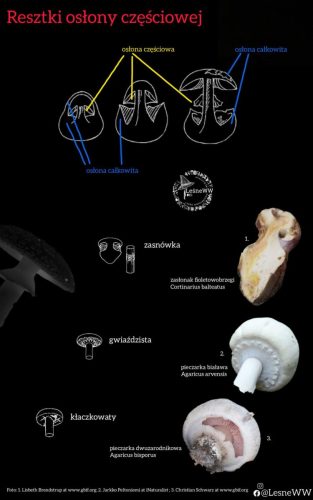 resztki osłony częściowej