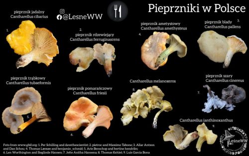rodzaje pieprzników występujące w polsce