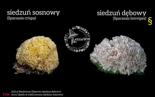 siedzuń sosnowy, siedzuń dębowy (jodłowy)