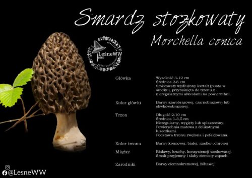 smardz stożkowaty