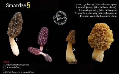 smardze (2)