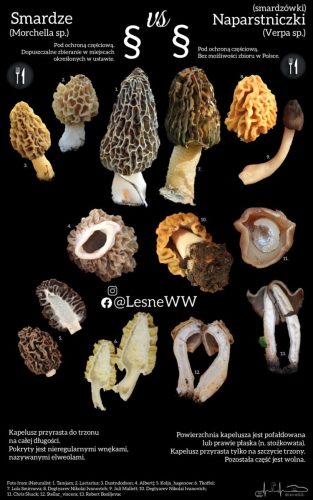 smardze, a naparstniczki