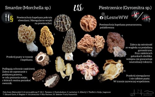 smardze, a piestrzenice