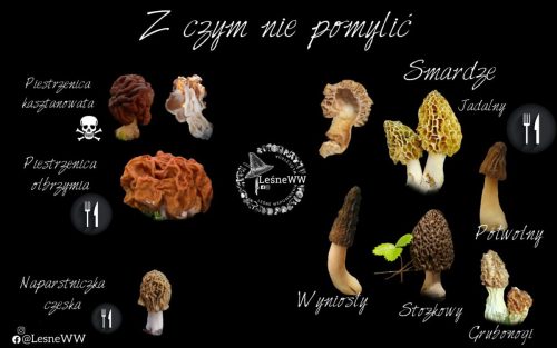 smardze z czym można pomylić