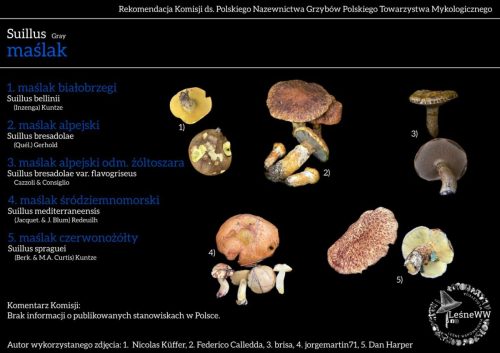 suillus x 5