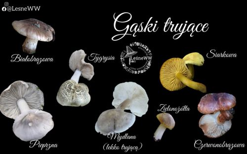 trujące gąski