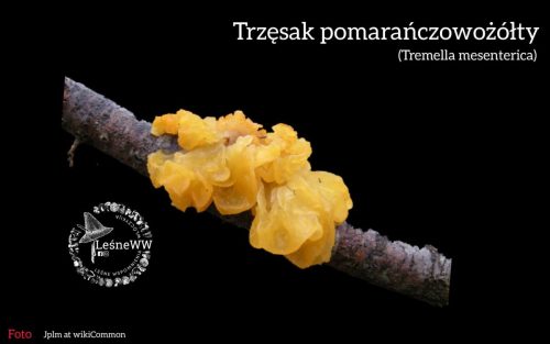 trzęsak pomarańczowożółty