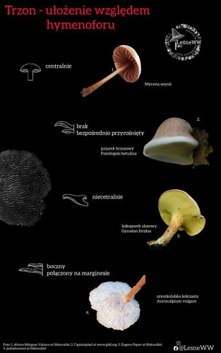 trzon, a ułożenie względem hymenoforu