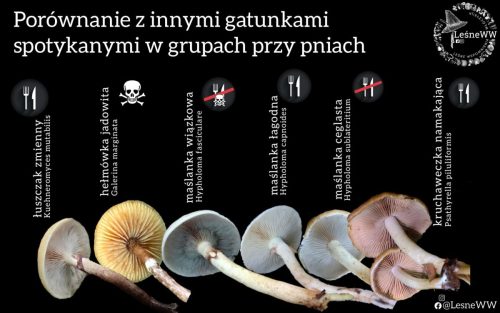 trzon i hymenofor gatunków rosnących w skupieniu na pniach