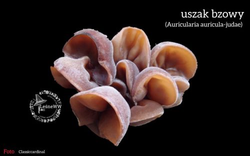 uszak bzowy