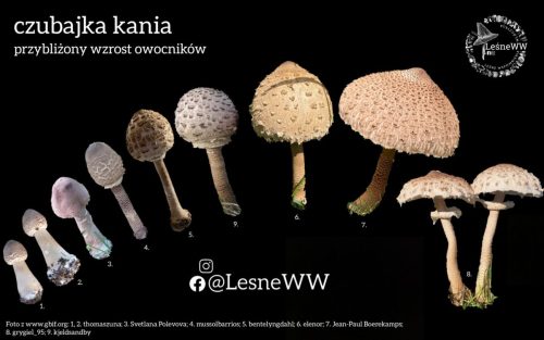 wzrost czubajki kani