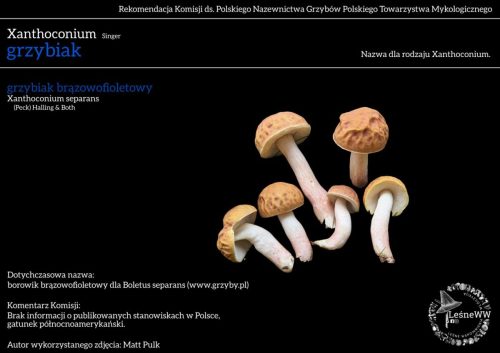 xanthoconium