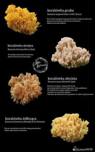 zatrucia gastryczne (3)