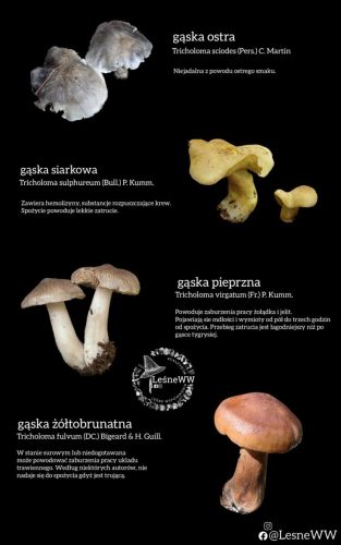 zatrucia gastryczne (4)