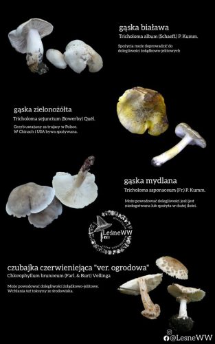 zatrucia gastryczne (5)