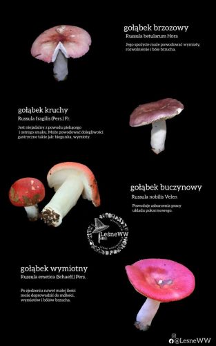 zatrucia gastryczne (6)