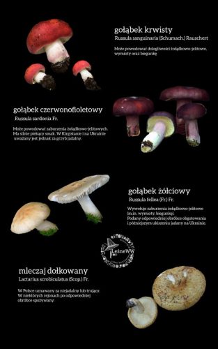 zatrucia gastryczne (7)