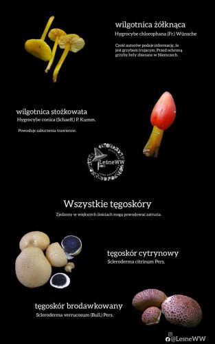 zatrucia gastryczne (9)