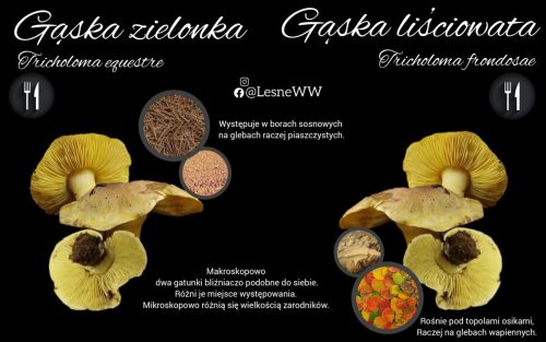gąska zielonka, a gąska liściowata
