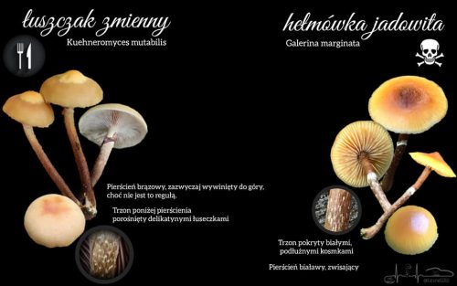 łuszczak zmienny, a hełmówka jadowita