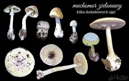 muchomor zielonawy dodatkowe ujęcia