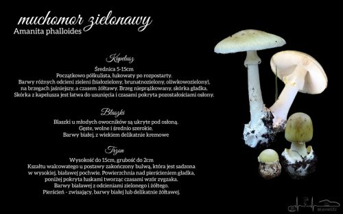 muchomor zielonawy opis