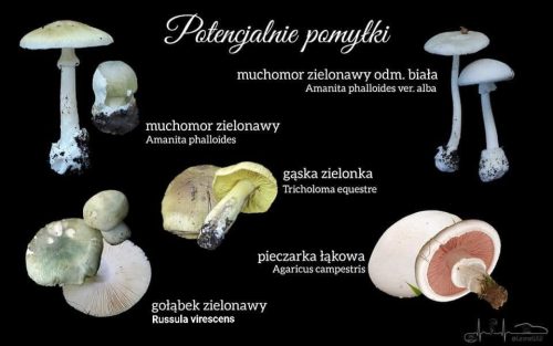 muchomor zielonawy z czym można pomylić