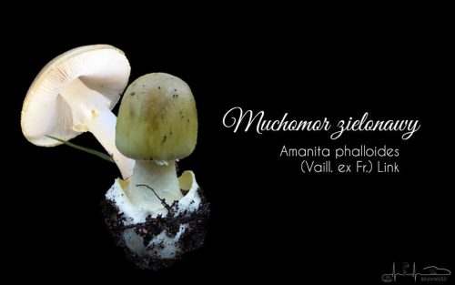 podgląd muchomor zielonawy