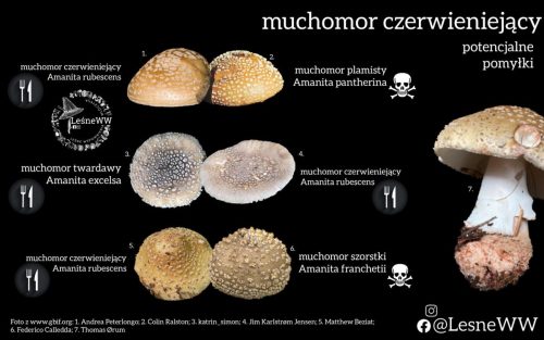 Muchomor-czerwieniejacy-a-potencjalne-pomylki