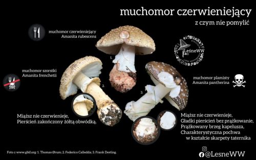Muchomor-czerwieniejacy-w-porownaniu-cech