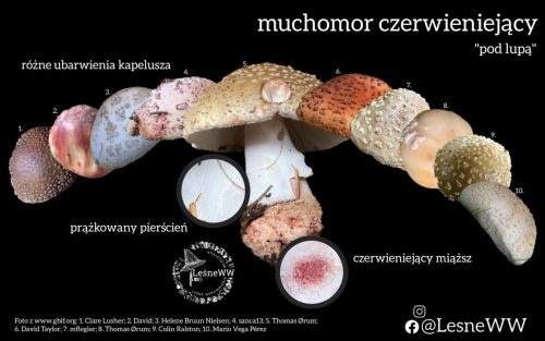 Muchomor-czerwieniejacy-w-roznych-odslonach